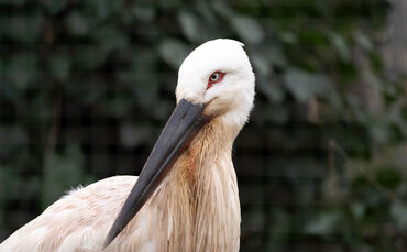 KW07a Schwarzschnabelstorch 15.02.2024 Bild 1