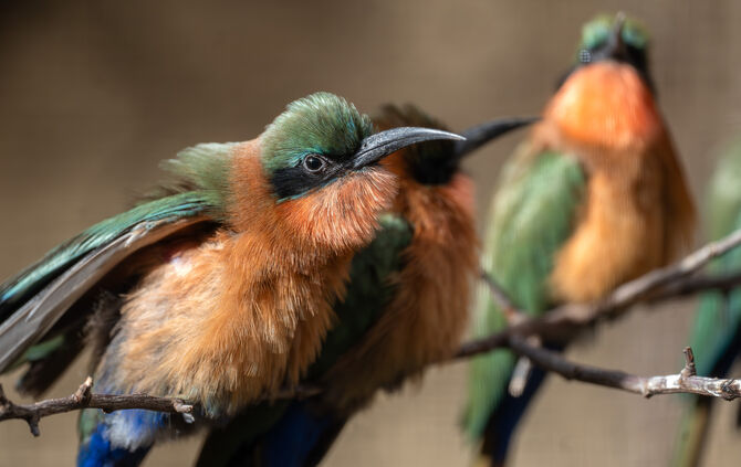 KW07a Rotkehlspint 15.02.2024 Bild 3