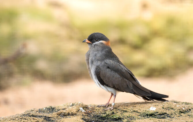 KW07b Halsbandbrachschwalbe 15.02.2024 Bild 4