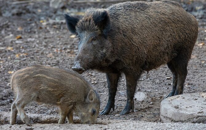 Wildschwein