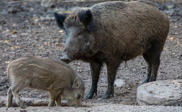 Wildschwein