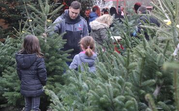 Was passiert mit den Christbäumen?_0