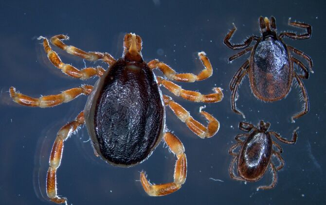 Milder Winter: Zeckenalarm beginnt_0