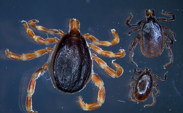 Milder Winter: Zeckenalarm beginnt_0