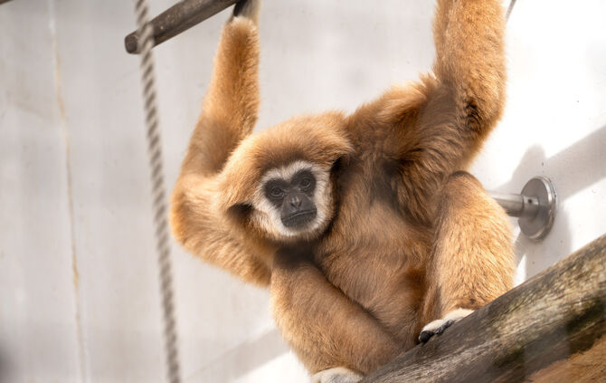 Weißhandgibbons kommen in zwei Farbvarianten vor. Das Männchen Sundar hat ein rötliches Fell.