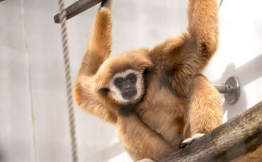 Weißhandgibbons kommen in zwei Farbvarianten vor. Das Männchen Sundar hat ein rötliches Fell.