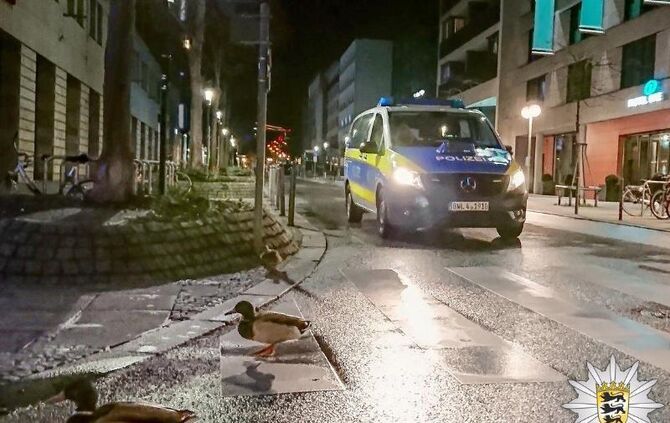 Enten laufen durch die Innenstadt