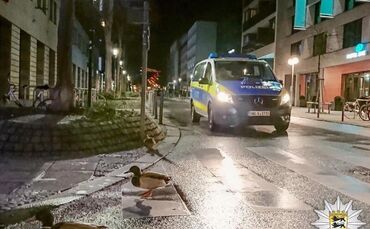 Enten laufen durch die Innenstadt