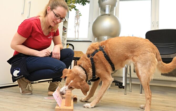 Therapie Hund Bella Plüderhausen_0