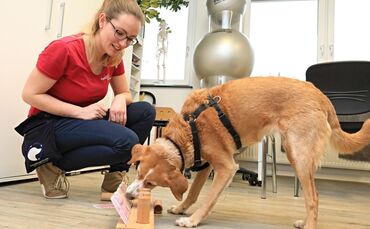 Therapie Hund Bella Plüderhausen_0