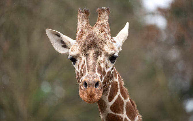 KW 09a Giraffenbulle Tilodi 26.02.2024 (Bild 1)
