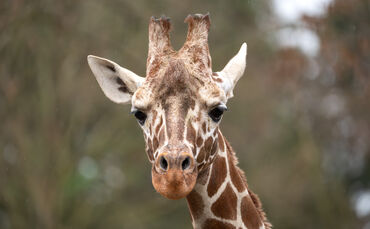 KW 09a Giraffenbulle Tilodi 26.02.2024 (Bild 1)