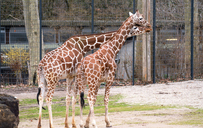 KW 09a Giraffenbulle Tilodi 26.02.2024 (Bild 5)
