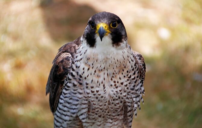 peregrine-falcon-3616708_1920