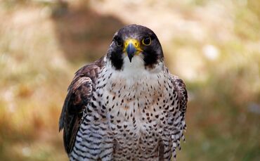 peregrine-falcon-3616708_1920