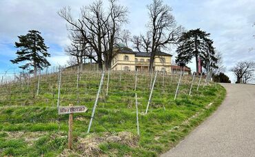 WhatsApp Image 2024-02-26 at 13.15.59