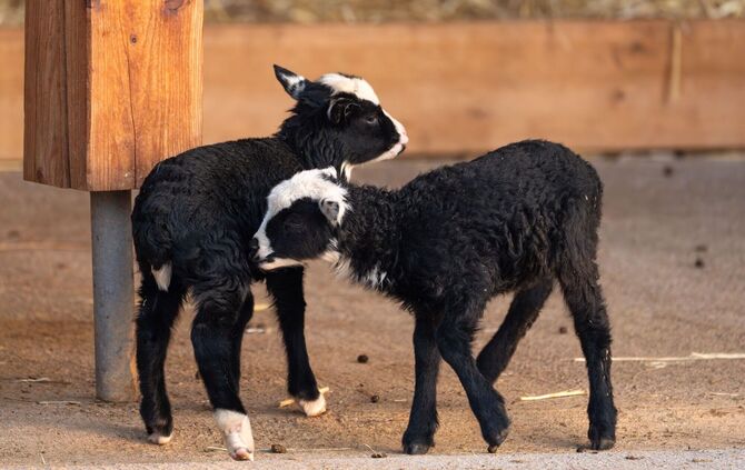 KW10a Nachwuchs Romanov-Schafe 06.03.2024_Meierjohann Bild 02