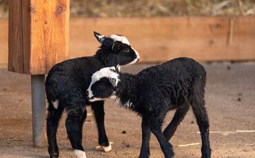 KW10a Nachwuchs Romanov-Schafe 06.03.2024_Meierjohann Bild 02