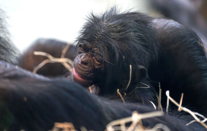 KW10b Bonobo-Nachwuchs 07.03.2024_Meierjohann (Bild 2)