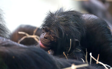 KW10b Bonobo-Nachwuchs 07.03.2024_Meierjohann (Bild 2)