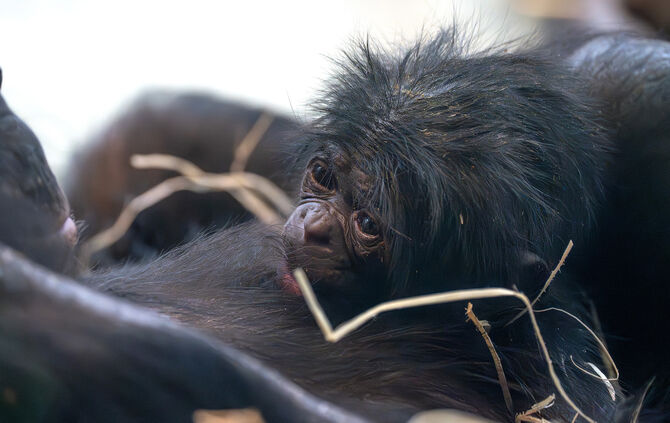 KW10b Bonobo-Nachwuchs 07.03.2024_Meierjohann (Bild 1)