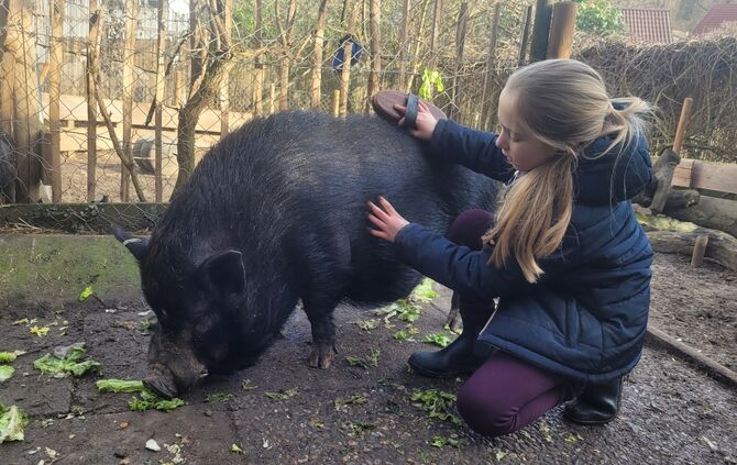 Kindergeburtstag mit Schweinen