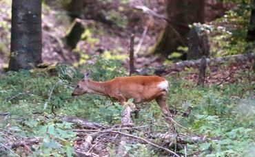 Hund beißt jungem Reh ein Bein ab_0