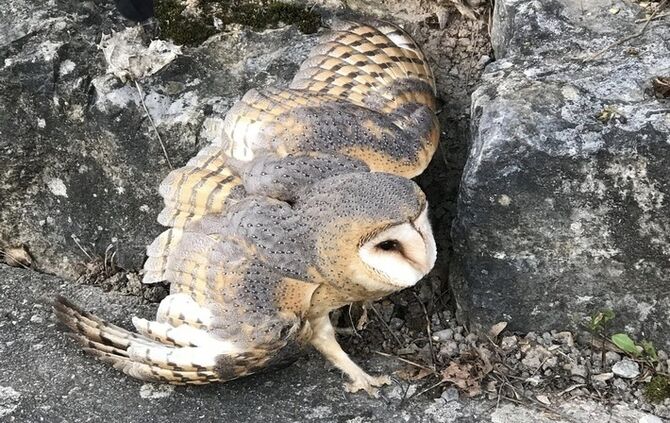 Polizisten retten verletzte Schleiereule_0