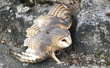 Polizisten retten verletzte Schleiereule_0