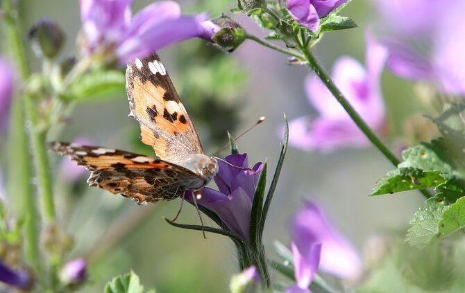 Blumenwiese Schmetterling