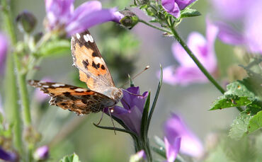 Blumenwiese Schmetterling