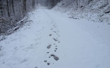 Alexandra Zvekan - Pixabay - snow-110062_1280