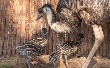 KW13b Nachwuchs bei den Emus 28.03.2024 (Bild 2)