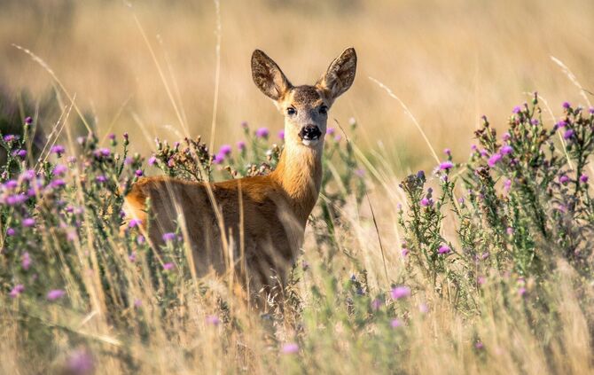 roe-deer-2615377_1920_0