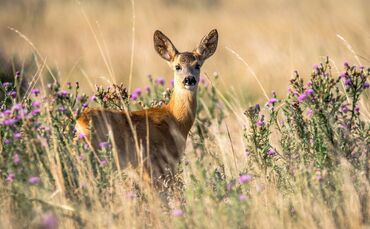 roe-deer-2615377_1920_0