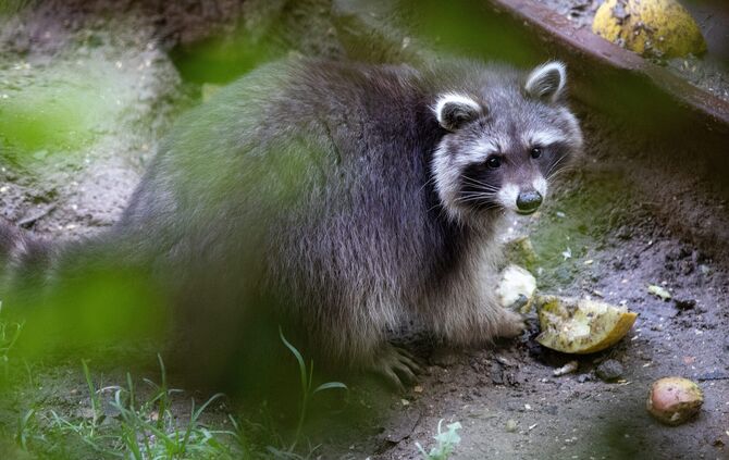 Waschbär