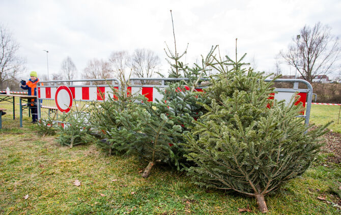 Wenn Nadelbäume fliegen - Bild 04_4
