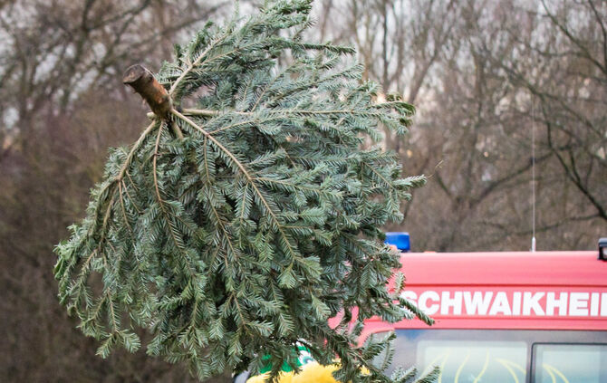 Wenn Nadelbäume fliegen - Bild 06_6