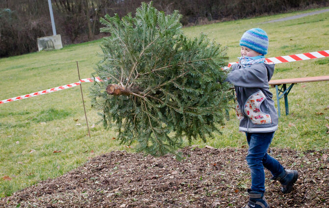 Wenn Nadelbäume fliegen - Bild 20_19