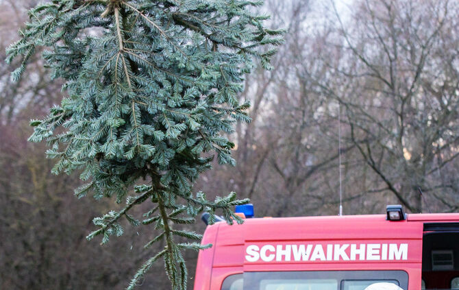 Wenn Nadelbäume fliegen - Bild 23_22