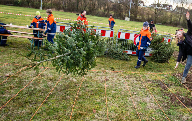 Wenn Nadelbäume fliegen - Bild 32_31