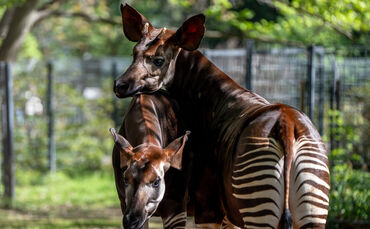 KW15a Okapi Imba 11.04.2024 (Bild 3)