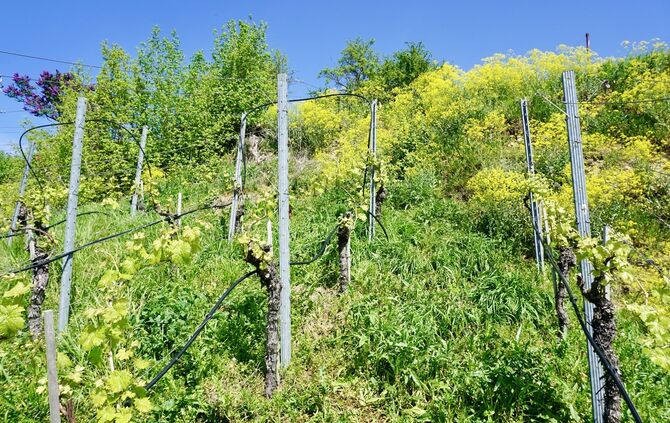 2271754C-E3D0-4D24-95BB-7277B18F45D4_1_201_a