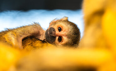 KW16a Nachwuchs Totenkopfaffen 15.04.2024 (3)