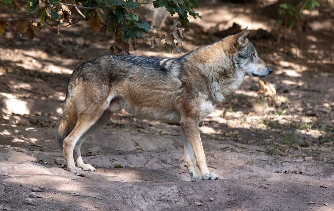 Wolf