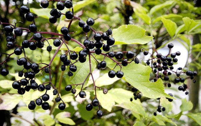 Im Welzheimer Wald reift der Holunder 18. September 2006Bild: Stütz