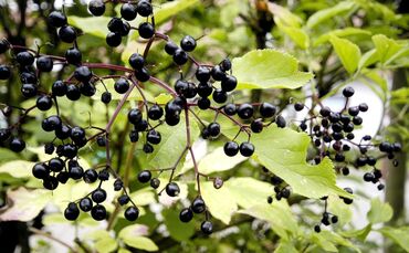 Im Welzheimer Wald reift der Holunder 18. September 2006Bild: Stütz