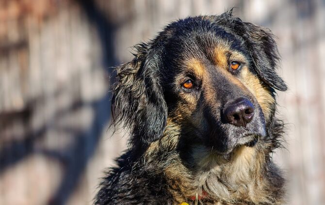 Hund. Hier im Bild ein Hovawart-Mischling. Balou. Bester Freund des Menschen