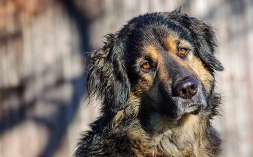 Hund. Hier im Bild ein Hovawart-Mischling. Balou. Bester Freund des Menschen