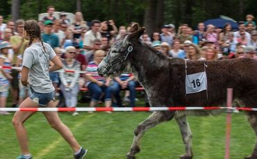 Berglen-Hoesslinswart: Eselrennnen